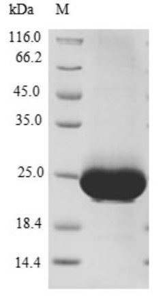 SDS PAGE (RAB10-7264H).jpg